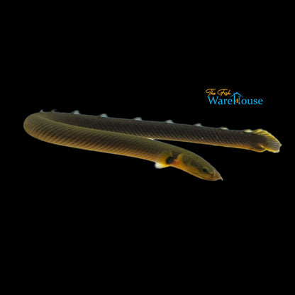 Ropefish (Erpetoichthys calabaricus)