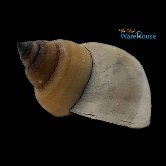 White Wizard Snail (Filopaludina martensi)