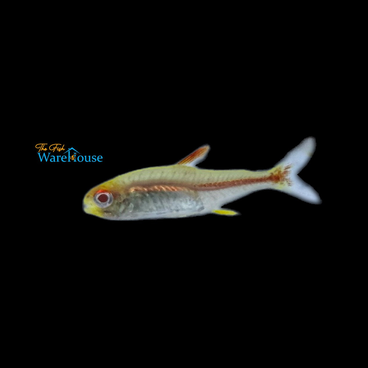 Albino Glowlight Tetra (Hemigrammus erythrozonus albino)