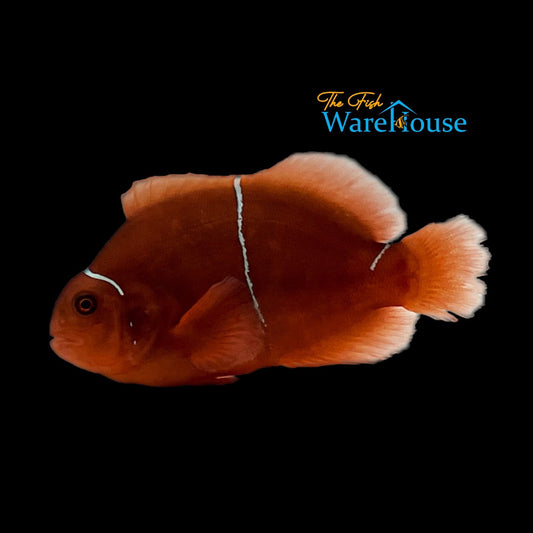 White Stripe Maroon Clownfish - Captive Bred (Premnas biaculeatus)