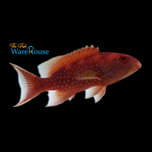 White Edged Lyretail Grouper (Variola albimarginata)