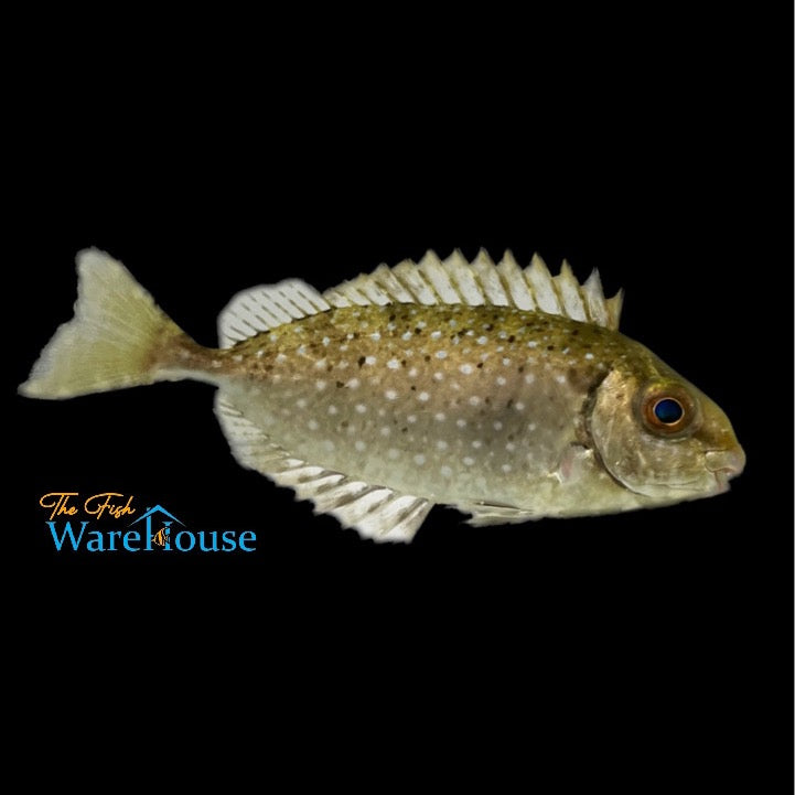 White Spotted Rabbitfish (Siganus canaliculatus)