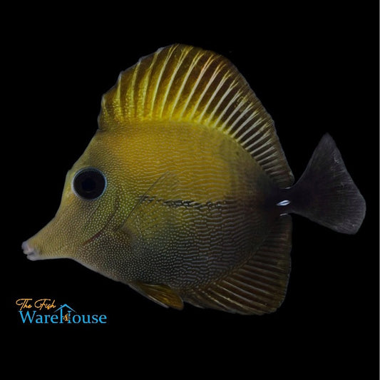 Scopas Tang (Zebrasoma scopas)