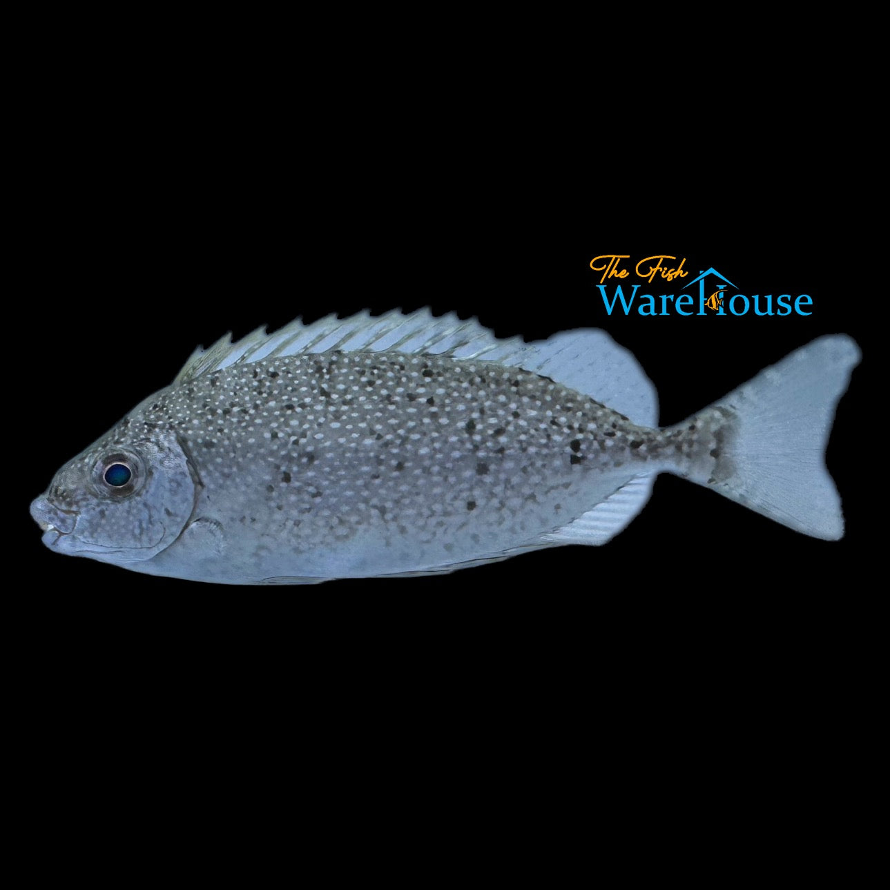 White Spotted Rabbitfish (Siganus canaliculatus)