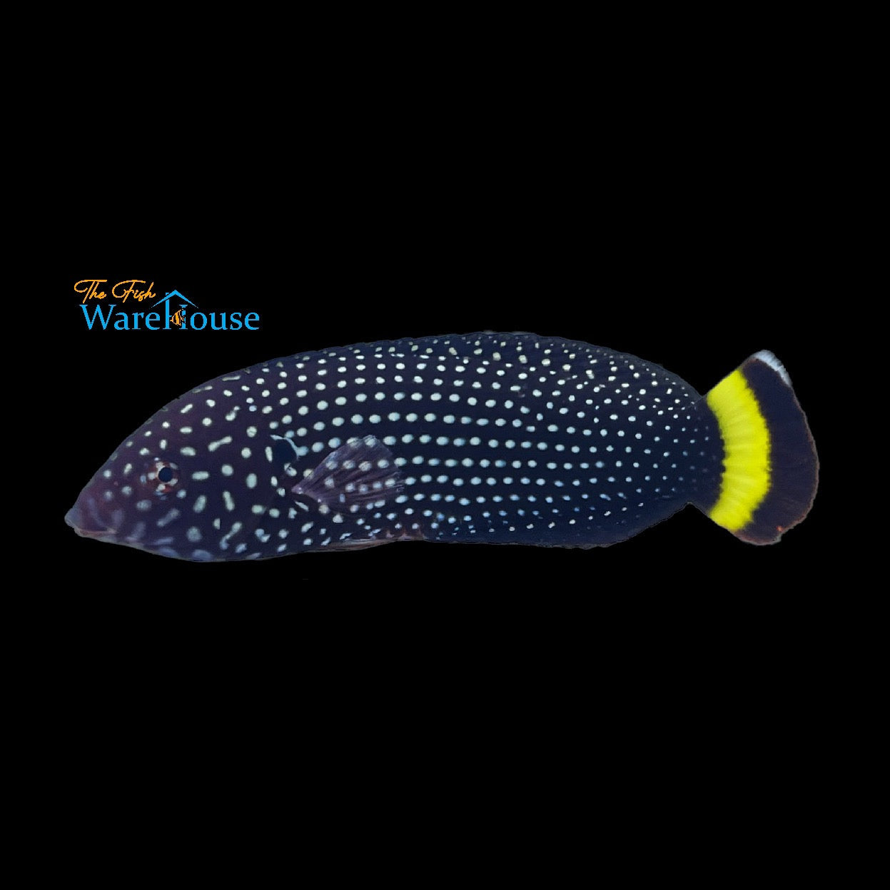 White Spotted 'Blacktail' Tamarin Wrasse (Anampses melanurus)