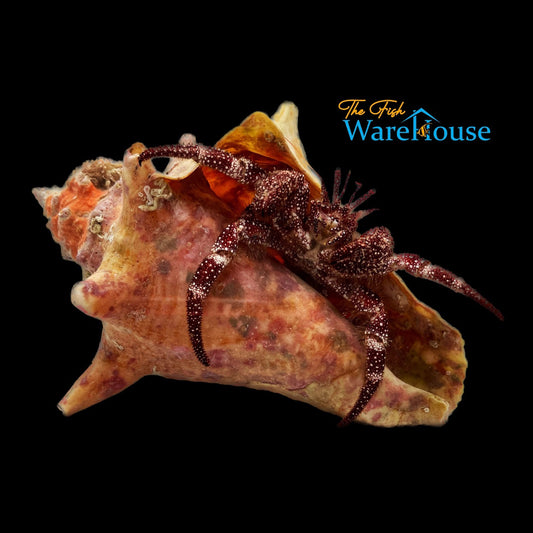 White Speckled Hermit Crab (Paguristes puncticeps)