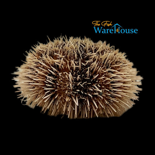 White Sea Urchin (Tripneustes ventricosus)