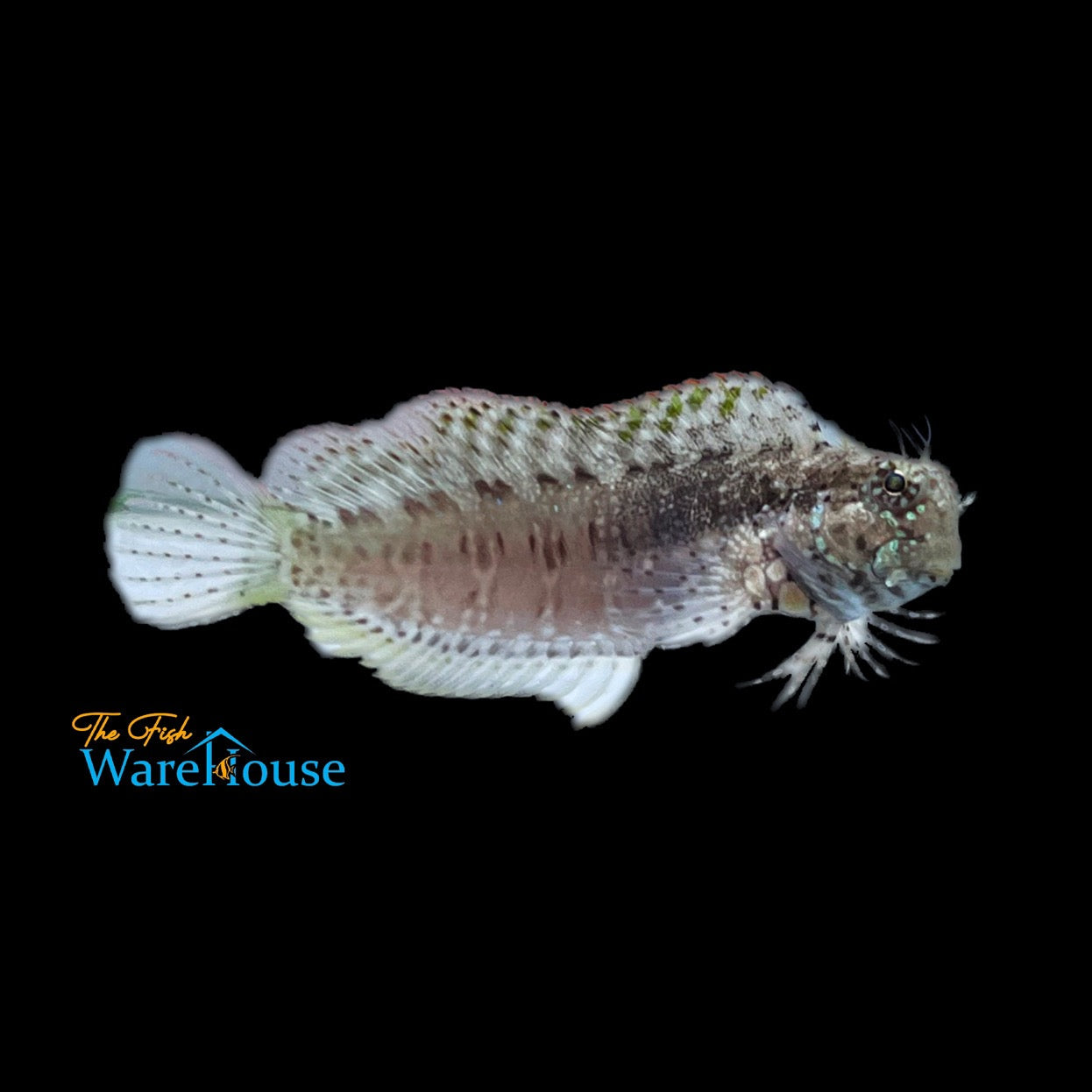 Lawnmower Blenny (Salarias fasciatus)