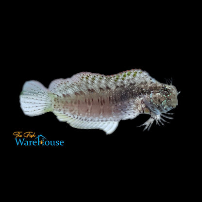 Lawnmower Blenny (Salarias fasciatus)