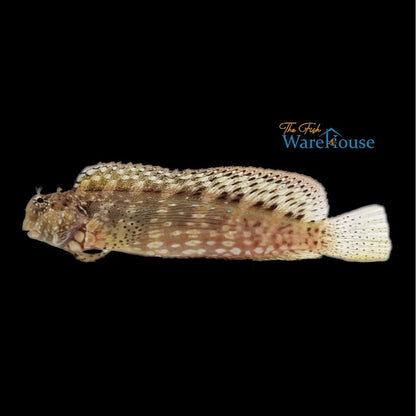 Lawnmower Blenny (Salarias fasciatus)