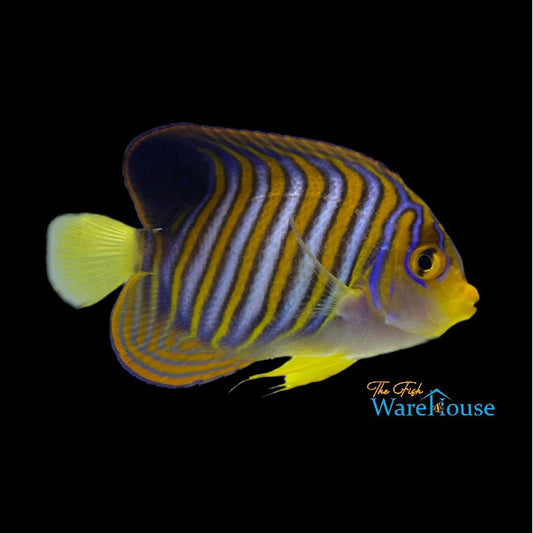 Regal Angelfish (Pygoplites diacanthus)