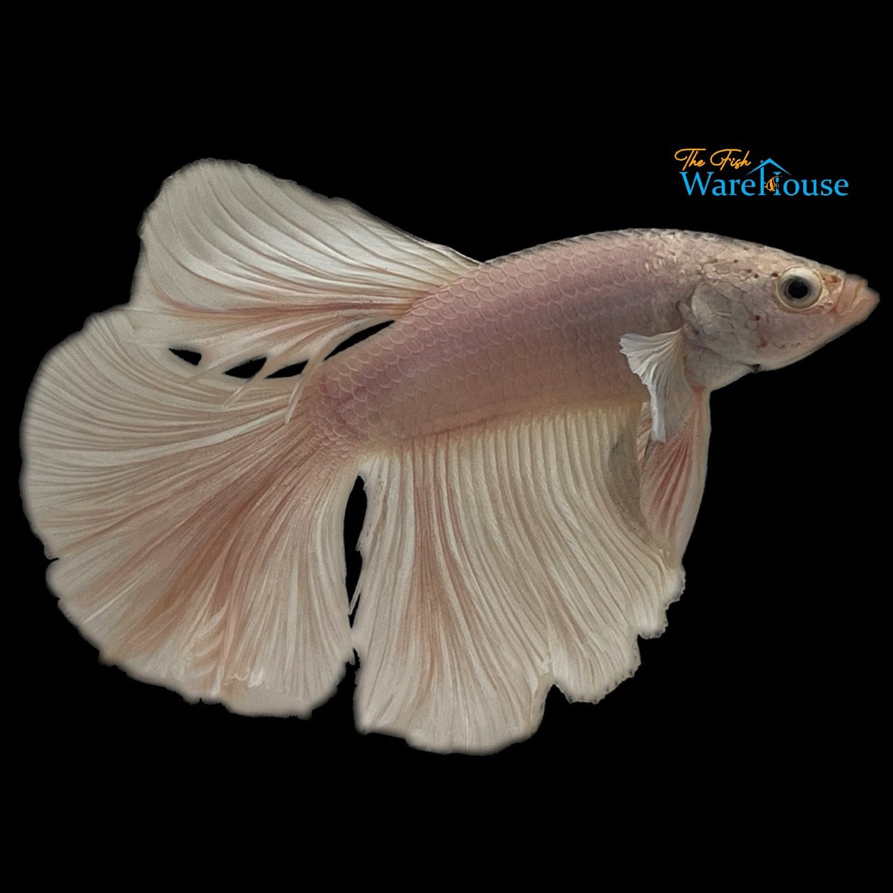 White Opaque Halfmoon Betta - Male (Betta splendens)