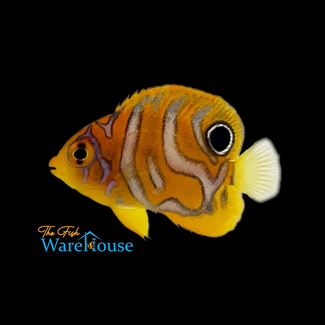 Regal Angelfish - Captive Bred 'Special Pattern' (Pygoplites diacanthus)