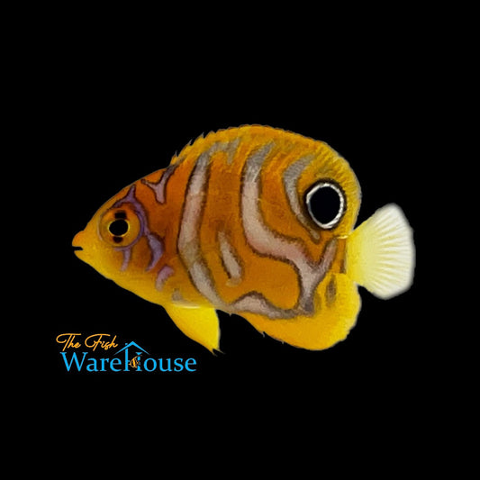 Regal Angelfish - Captive Bred 'Special Pattern' (Pygoplites diacanthus)