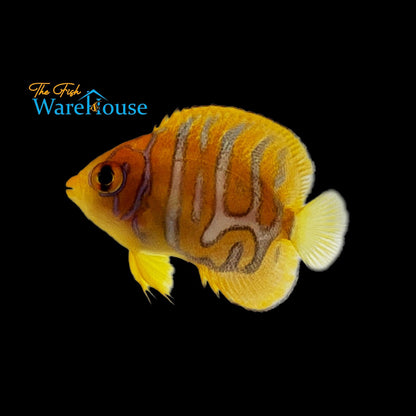 Regal Angelfish - Captive Bred 'Special Pattern' (Pygoplites diacanthus)