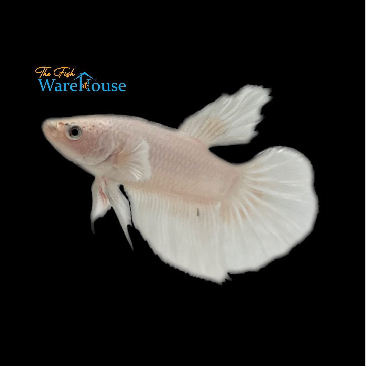 White Opal Halfmoon Betta - Male (Betta splendens)