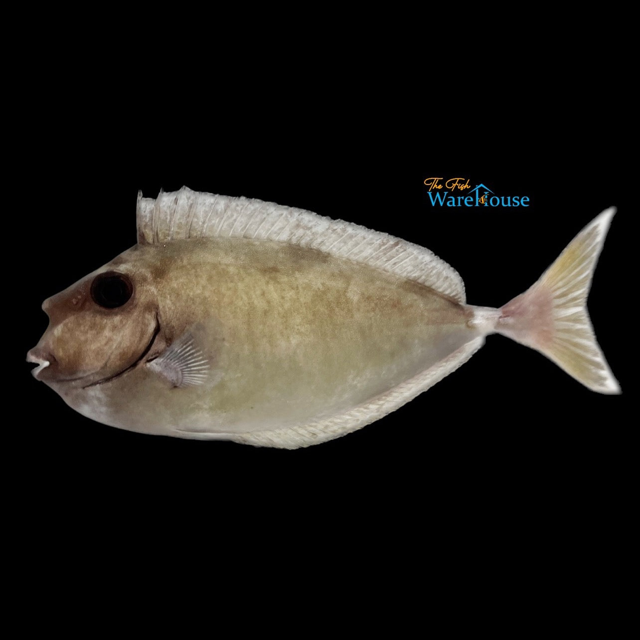 White Margin Unicorn Tang (Naso annulatus)