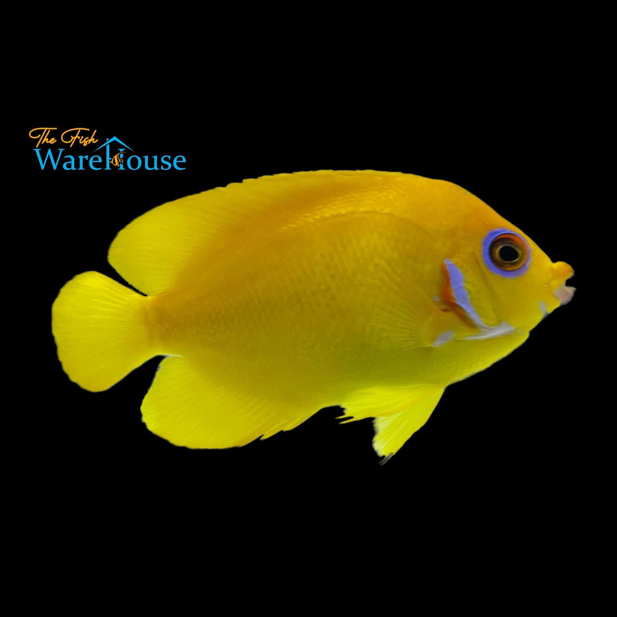 Lemonpeel Angelfish (Centropyge flavissima)