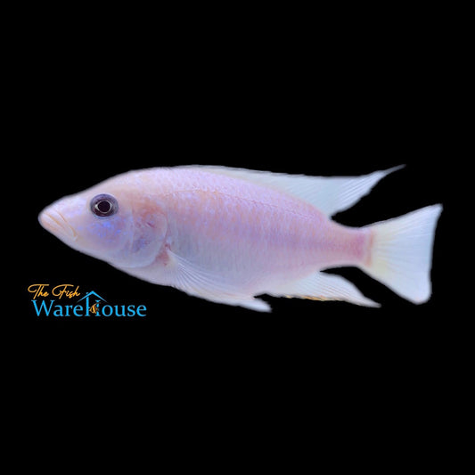 White Knight Cichlid 'Albino Ahli' (Sciaenochromis sp.)