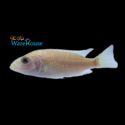 White Knight Cichlid 'Albino Ahli' (Sciaenochromis sp.)