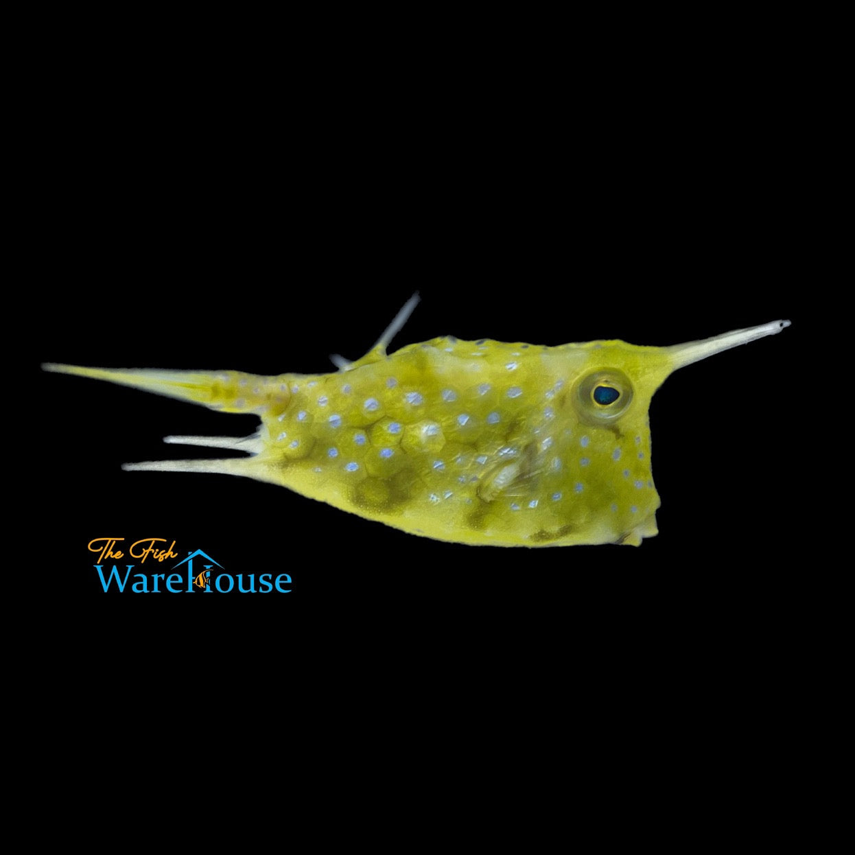 Longhorn Cowfish (Lactoria cornuta)