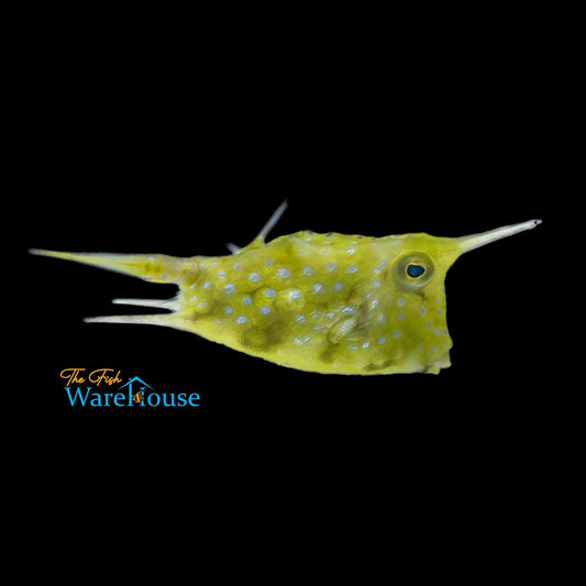 Longhorn Cowfish (Lactoria cornuta)