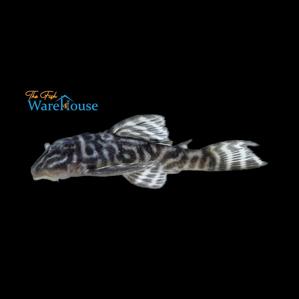 White King Tiger Pleco L333 (Hypancistrus sp.)