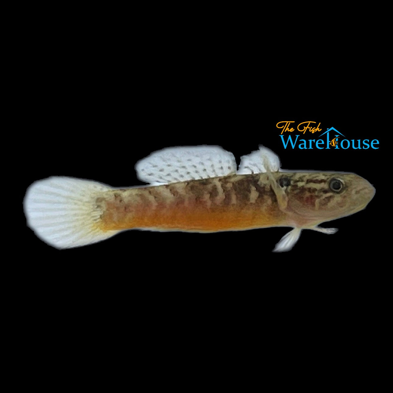 Poreless Goby (Oxyeleotris nullipora)