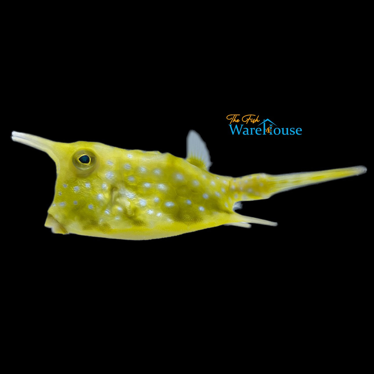 Longhorn Cowfish (Lactoria cornuta)