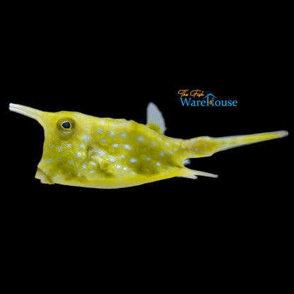 Longhorn Cowfish (Lactoria cornuta)