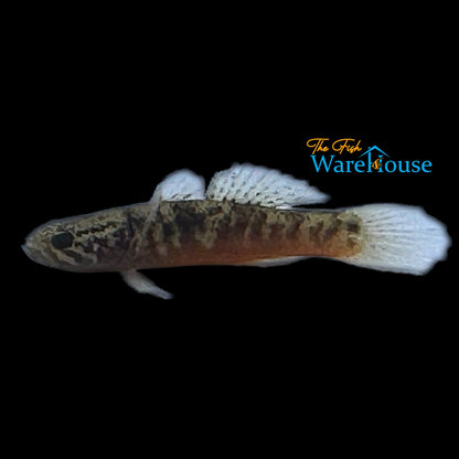 Poreless Goby (Oxyeleotris nullipora)