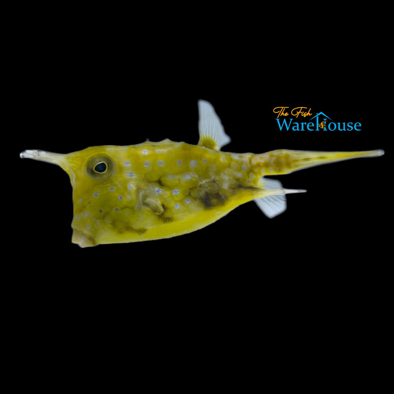 Longhorn Cowfish (Lactoria cornuta)