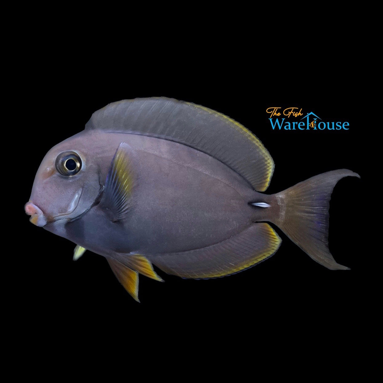 White Face Tang (Acanthurus leucocheilus)