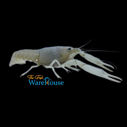 Snow White Lobster (Procambarus alleni)