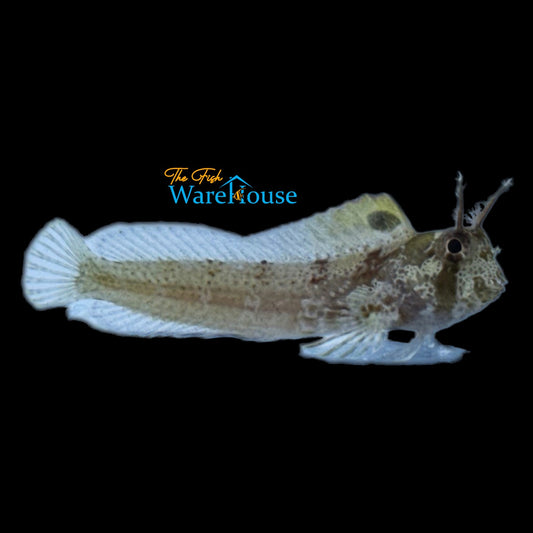 Horned Blenny (Hypsoblennius exstochilus)