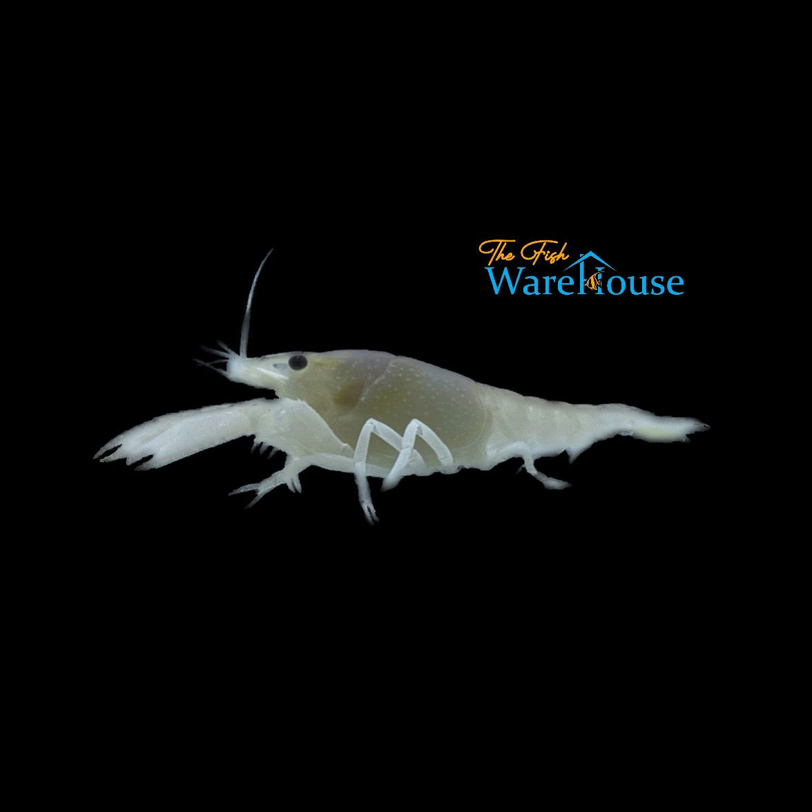 Snow White Lobster (Procambarus alleni)