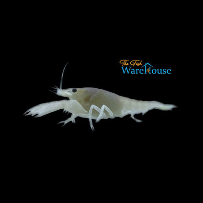 Snow White Lobster (Procambarus alleni)