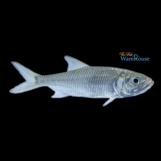 Indo-Pacific Tarpon (Megalops cyprinoides)