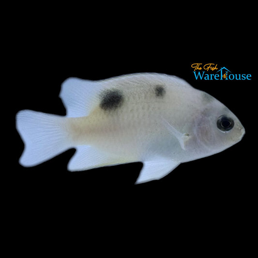 White Damsel (Dischistodus perspicillatus)