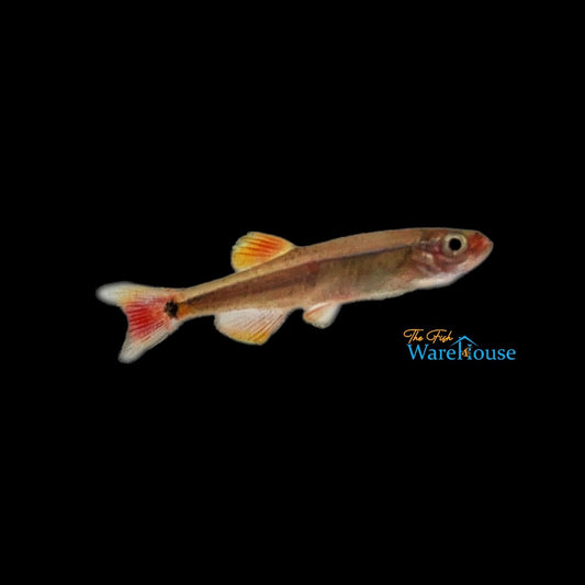 White Cloud Danio (Tanichthys albonubes)