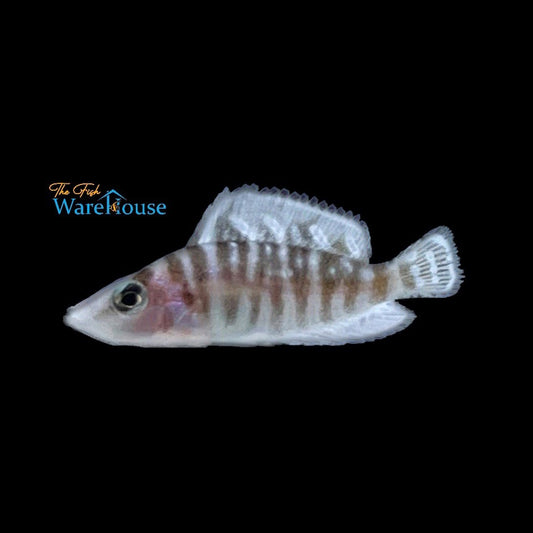 White Calvus Cichlid (Altolamprologus calvus 'chaitika white')