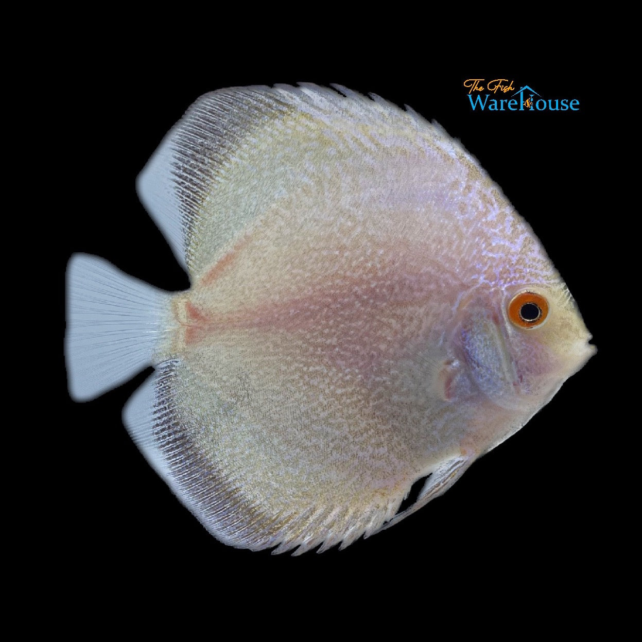 White Butterfly Discus (Symphysodon aequifasciatus)