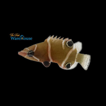 White Banded Possum Wrasse (Wetmorella albofasciata)