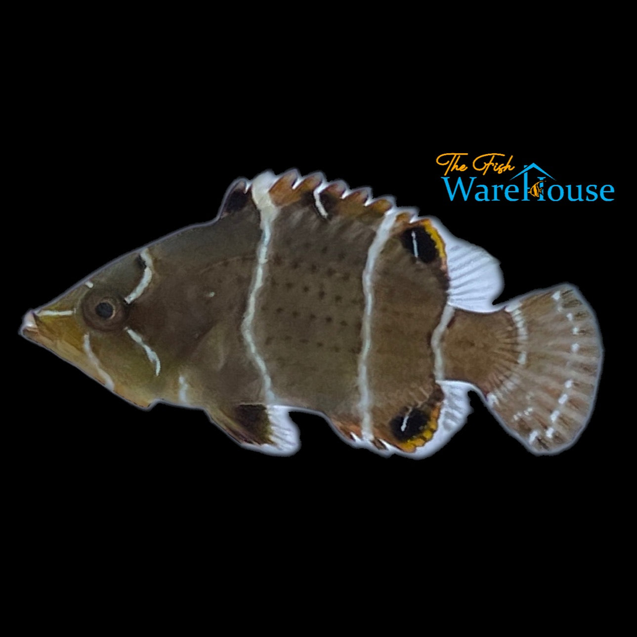 White Banded Possum Wrasse (Wetmorella albofasciata)