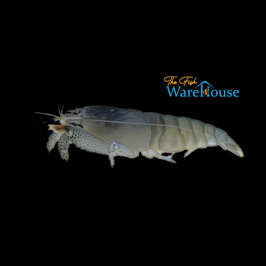 Vampire Shrimp (Atya gabonensis)