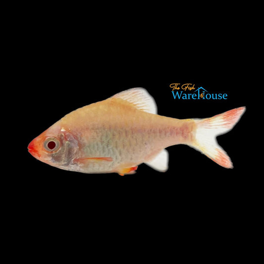 Albino Platinum Tiger Barb (Puntigrus tetrazona 'Platinum Albino')