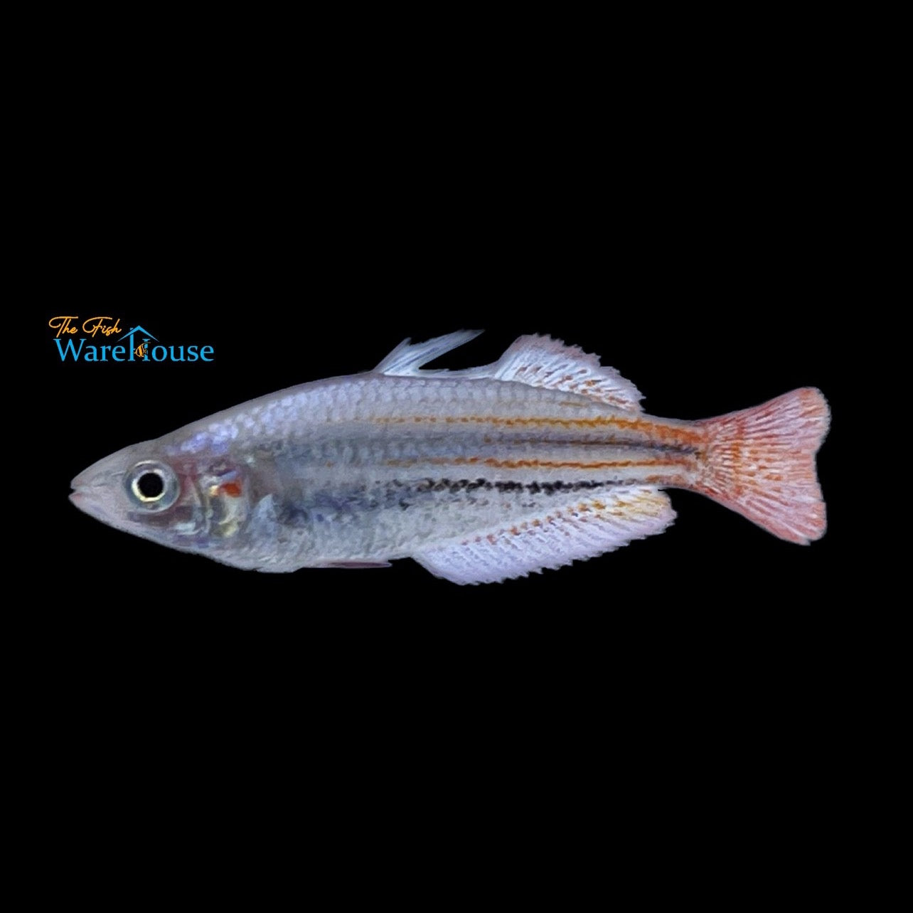 Western Rainbowfish (Melanotaenia australis)