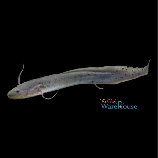 West African Lungfish (Protopterus annectens)