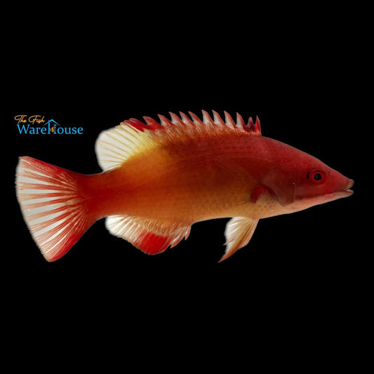 Redfin Hogfish - Adult (Bodianus dictynna)
