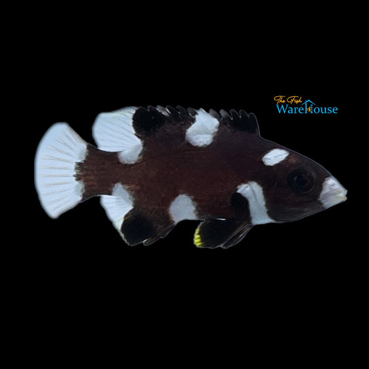 Axilspot Hogfish - Juvenile (Bodianus axillaris)